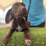 Bran