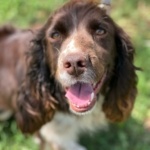 Malou – Reserved Subject to Home Check