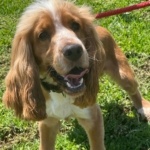 Toby