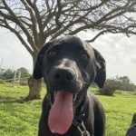 Sinjun – In Foster in West Sussex